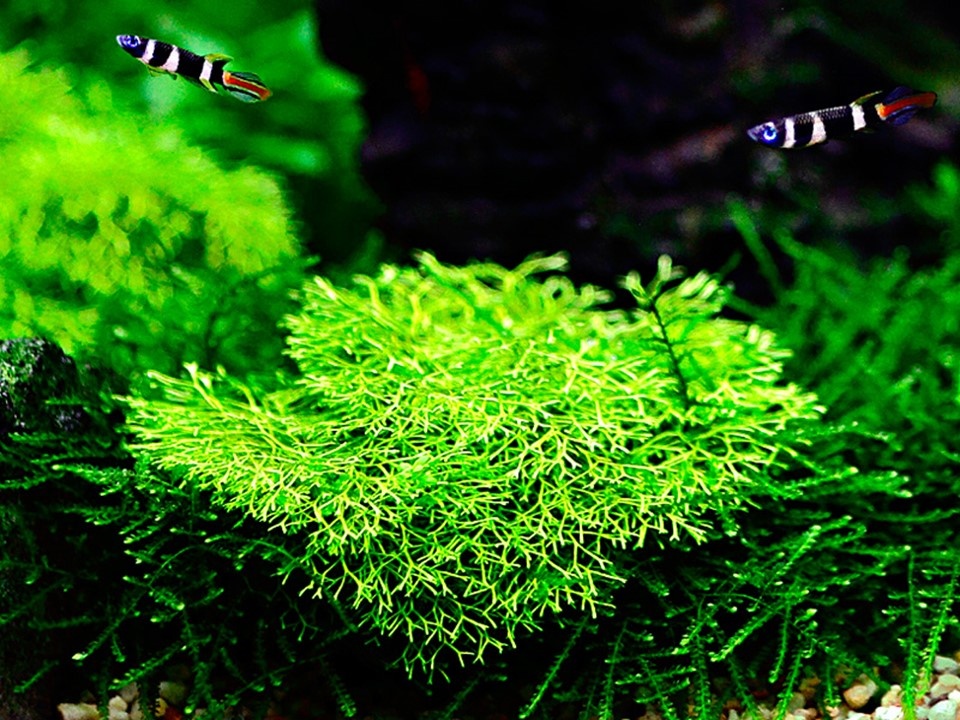 Waterplant Riccia Fluitans