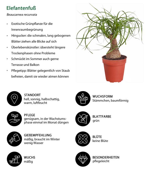 Elefantenfuß - Beaucarnea recurvata