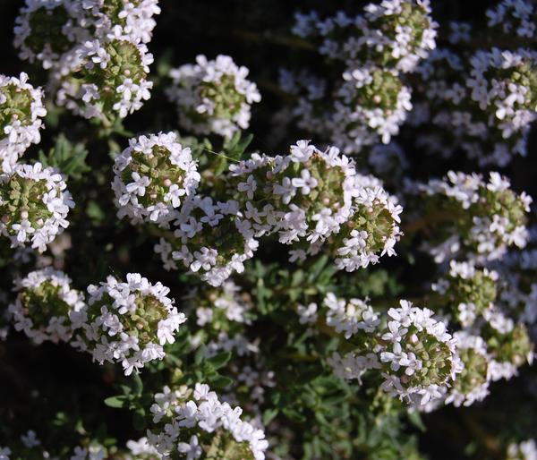 Bio Thymian