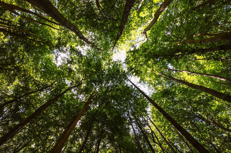 Wald Wanderung Straubenhardt