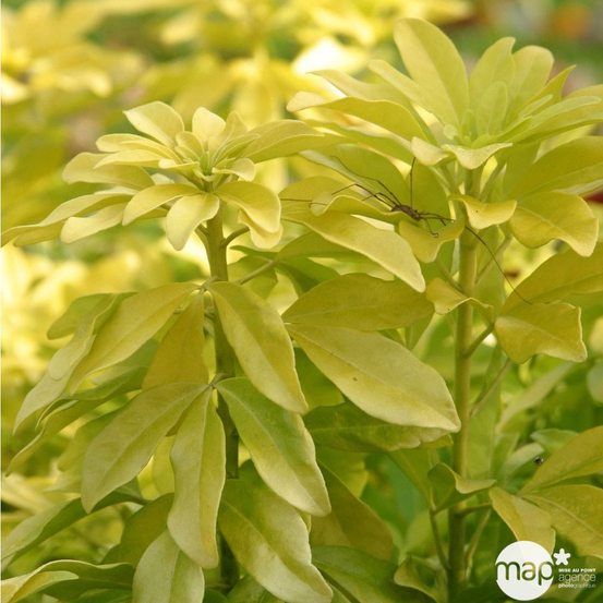 Choisya Ternata sundance : H30/40cm Pot 3L