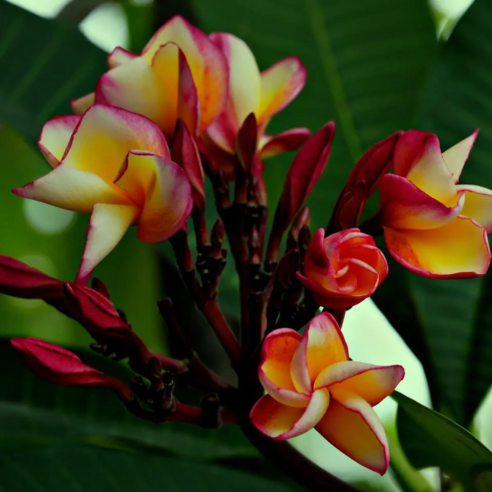 Frangipani Hawaii - Plumeria rubra 'Hawaii' - Hoogte 45-55cm - ⌀17cm