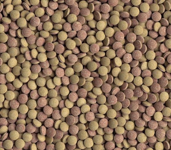 Tetra Fischfutter Tablets TabiMin