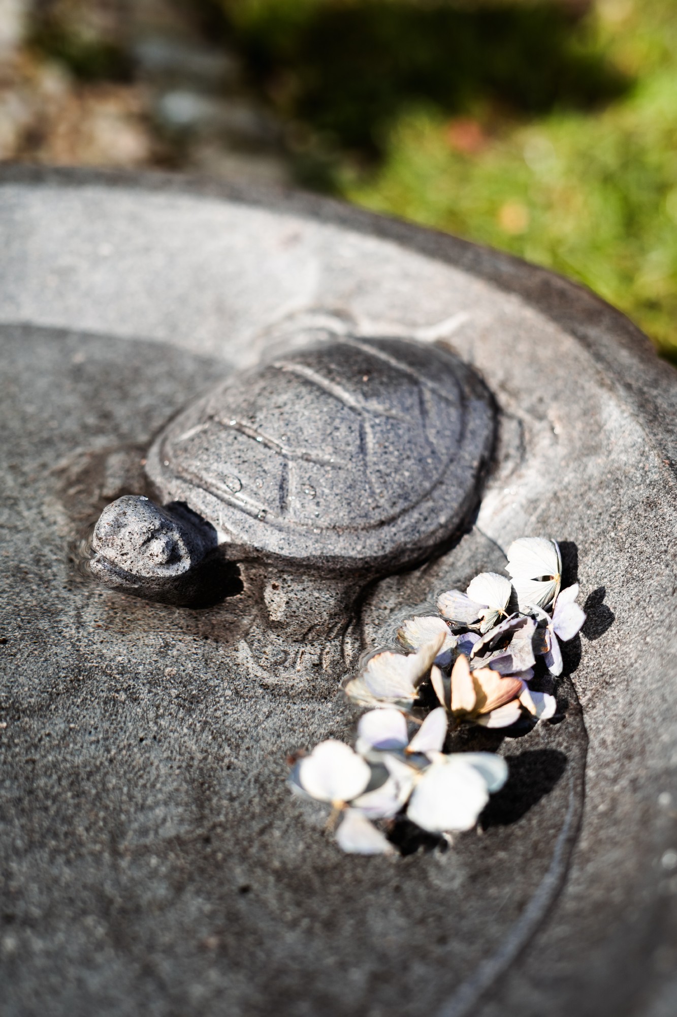 Vogeltränke 'Turtle', natur, Ø 40 cm, H 11 cm günstig bestellen