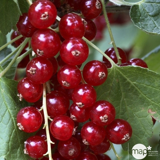 Groseillier à grappes rouge 'Jonkheer van Tets' bio : pot de 3 litres