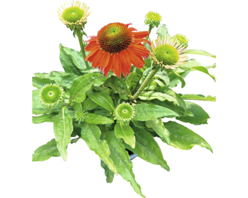 Zonnehoed MIX FloraSelf Echinacea purpurea H 10-30 cm Co 3 L diverse soorten