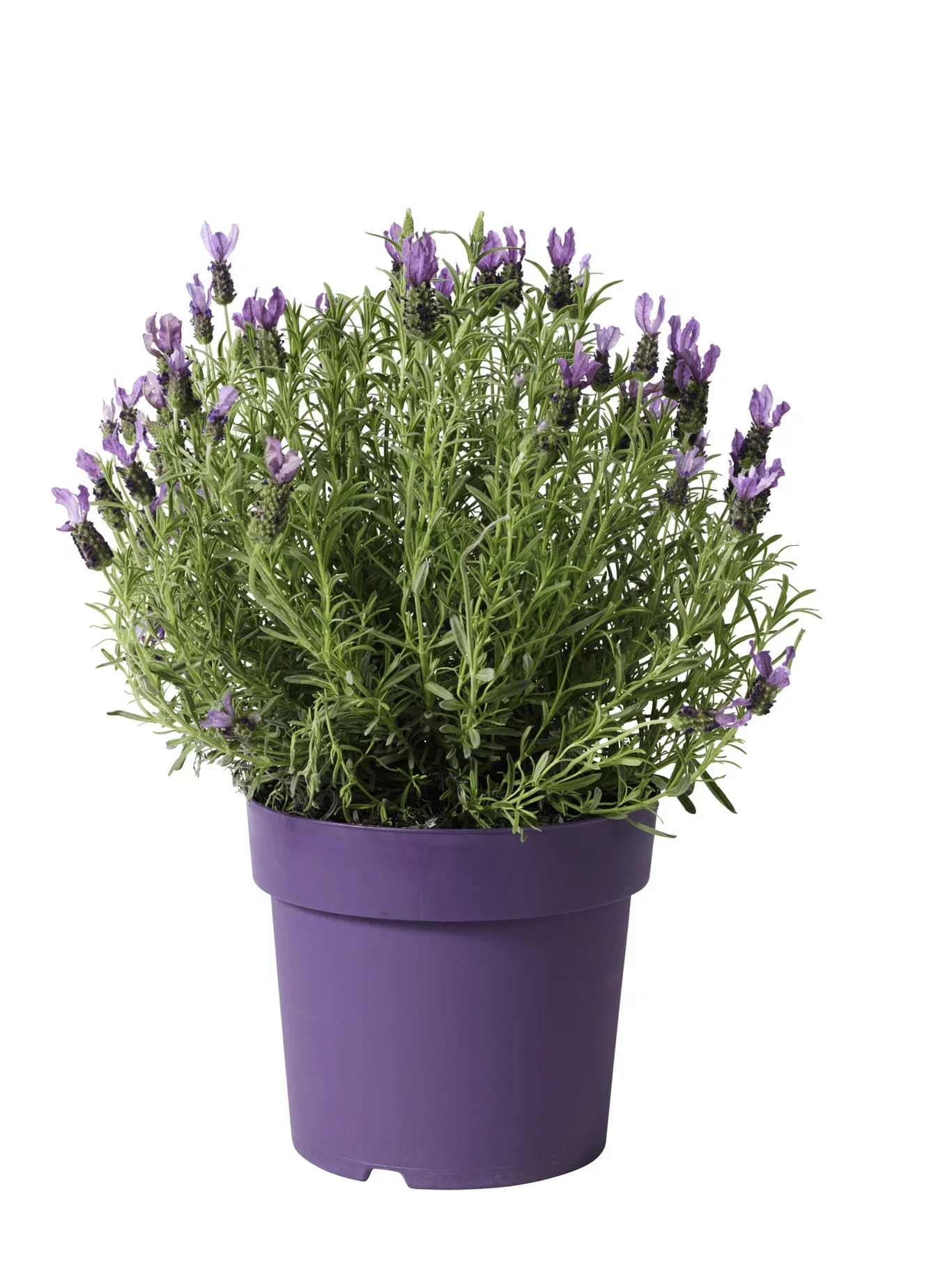 Lavandula Stoechas Blue 19 cm Sommerfugllavendel Ø19 cm