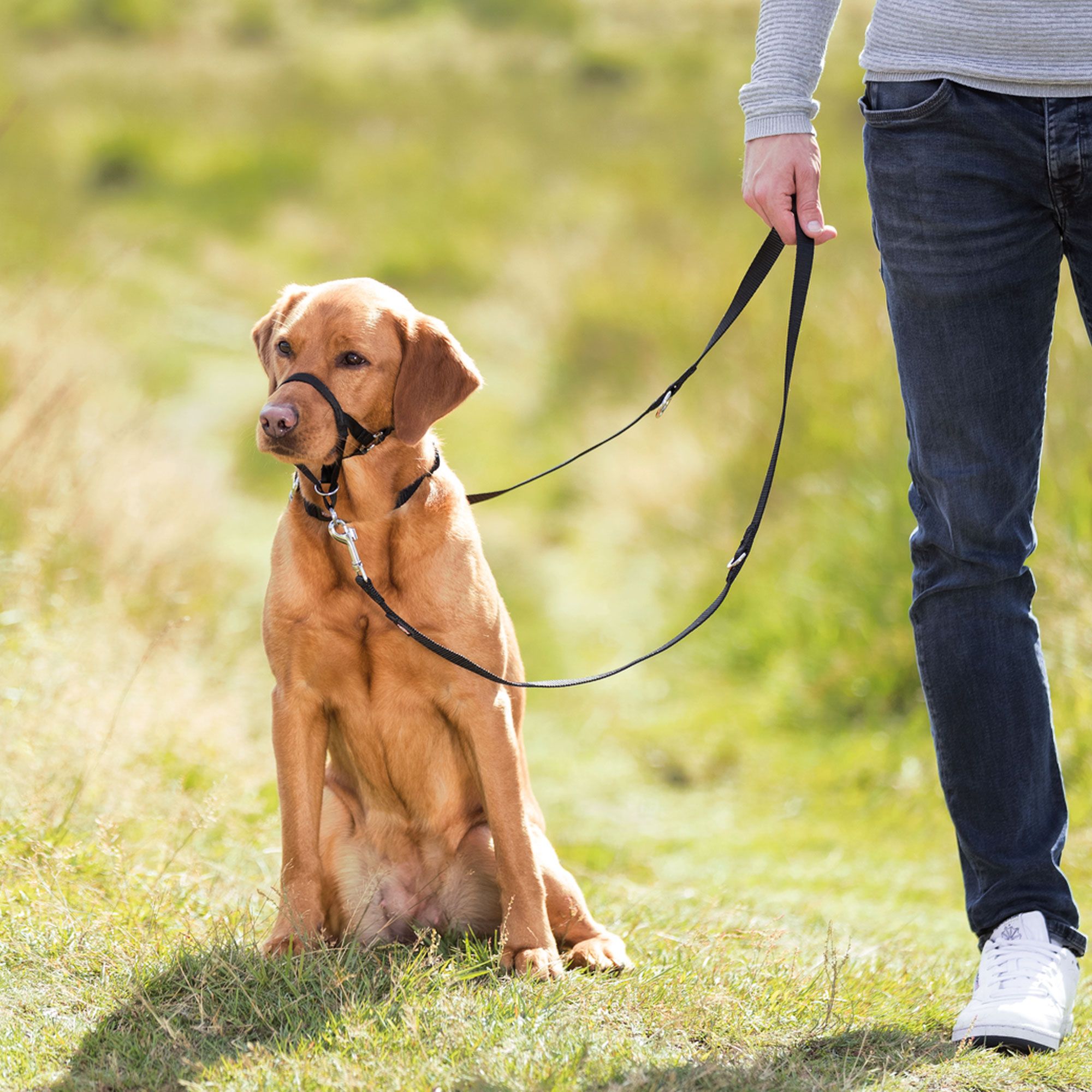 Trixie Trainer Halter - Ausbildungsgeschirr