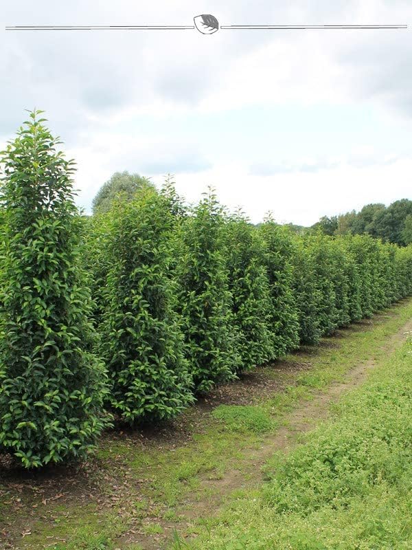 Portugiesischer Lorbeer Prunus Angustifolia 160-180 cm im Topf. 50x Kirschlorbeer