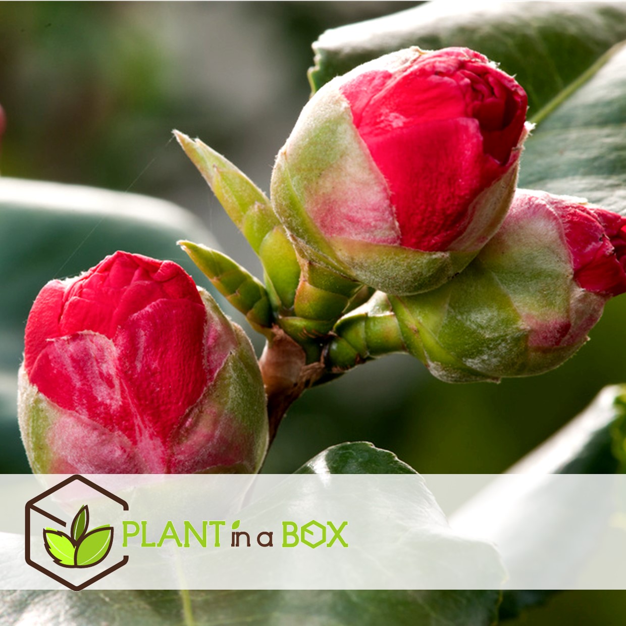 Camellia japonica - mélange de 6 - rouge,blanc,rose - pot 9cm - hauteur 25-40cm
