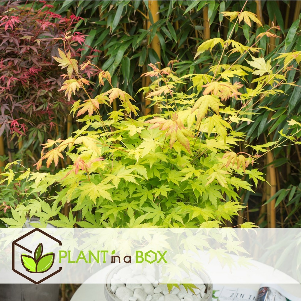 Acer palmatum - set de 3 - erable du japon - pot 19cm - hauteur 60-70cm