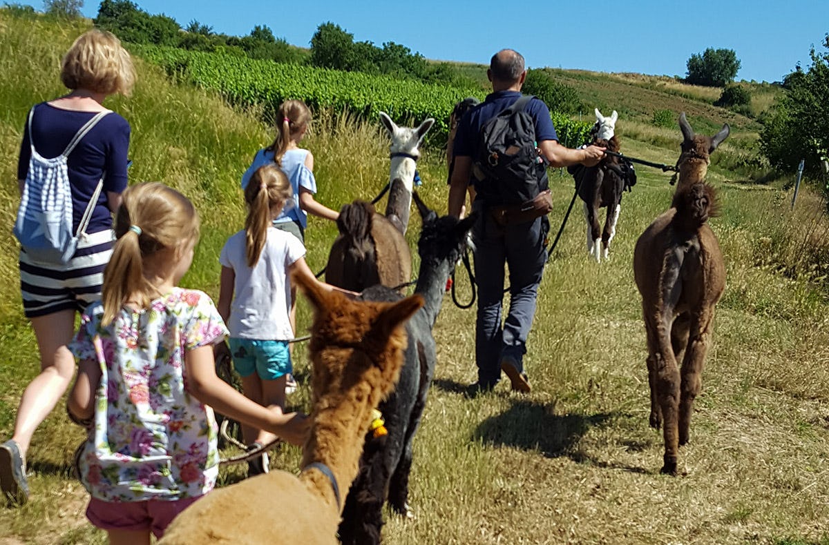 Lama-& Esel-Trekking-Tour Stadecken-Elsheim
