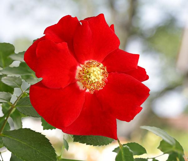 Bodendeckerrose 'Cityflor®', verschiedene