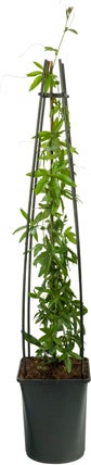 Passiebloem (Passiflora 'Beervelde') D 17 H 75 cm