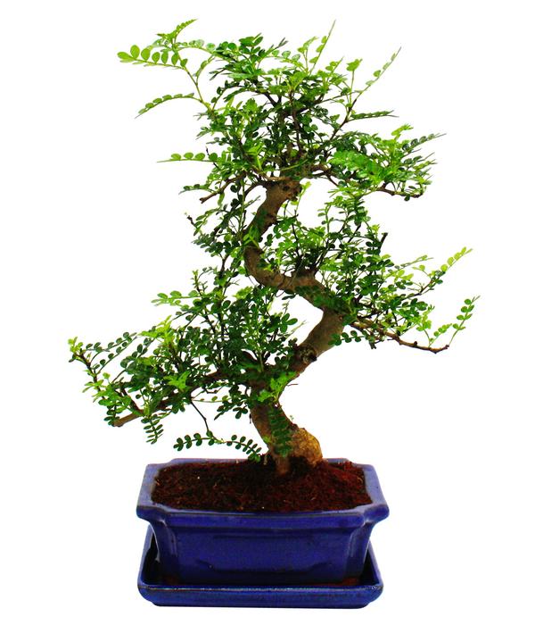 Bonsai Szechuan-Pfeffer - Zanthoxylum