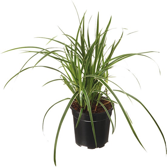Zegge (Carex oshimensis 'Everest') D 23 H 40 cm