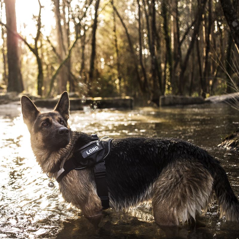 Harnais Julius-K9 IDC Power, camouflage