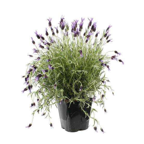 Lavandula stoechas Ped : ctr 3 litres RC