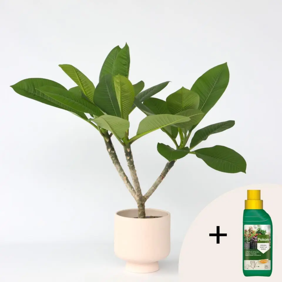 Frangipani Hawaii   plantenvoeding - Plumeria rubra - Hoogte 45-55cm - ⌀17cm