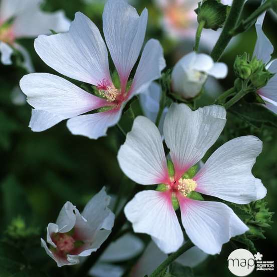 Lavatera, pot 3L touffe
