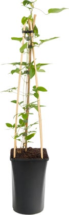 Bosrank (Clematis 'The President') D 16 H 75 cm