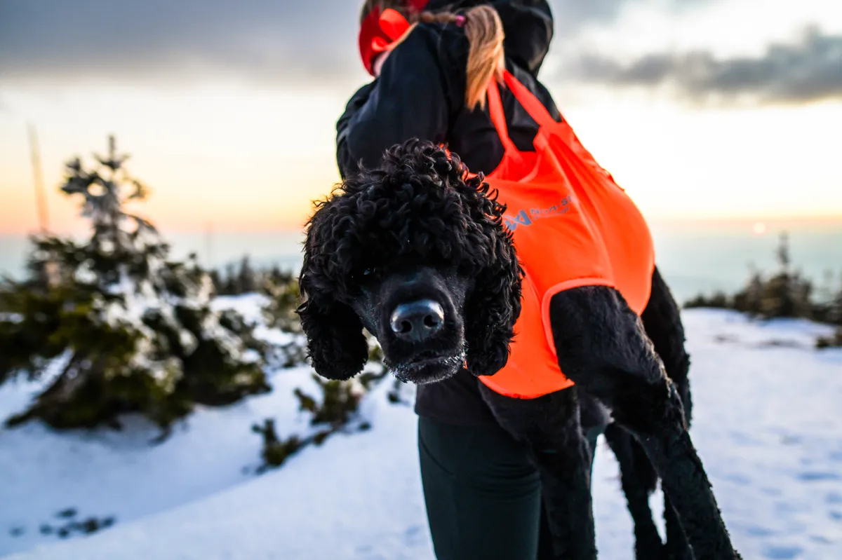 Non-stop Dogwear Dog Rescue Sling Orange