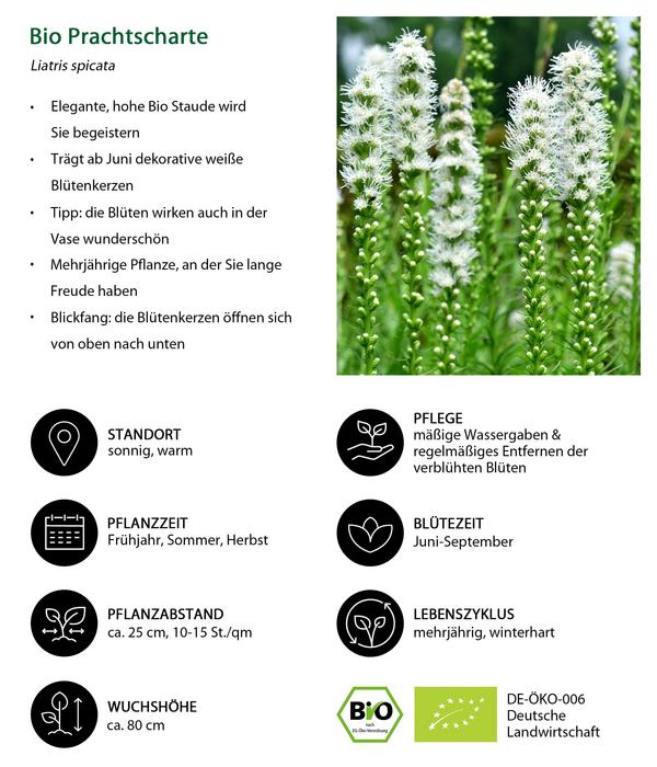 Bio Prachtscharte, weiß