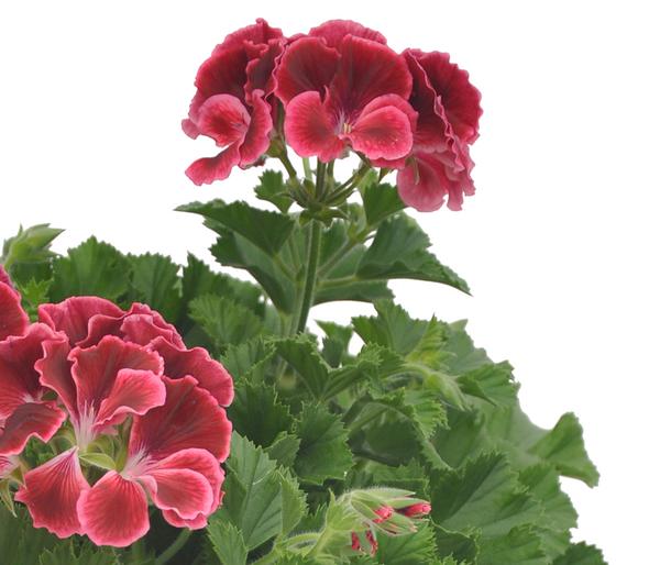 Edelgeranie 'Edle Schönheiten', verschiedene