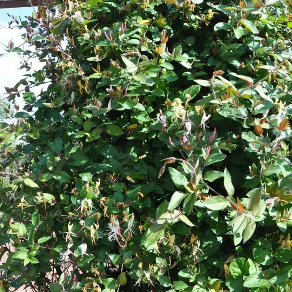 Chèvrefeuille du japon chinensis - lonicera chinensis 3l