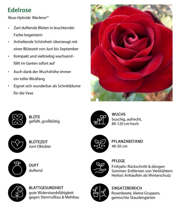 Edelrose 'Marlene®'