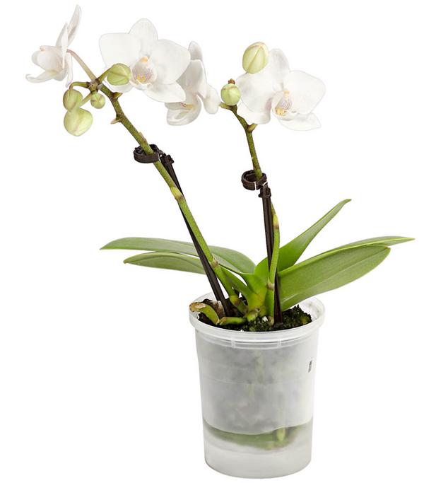 Schmetterlingsorchidee - Phalaenopsis 'Aqua