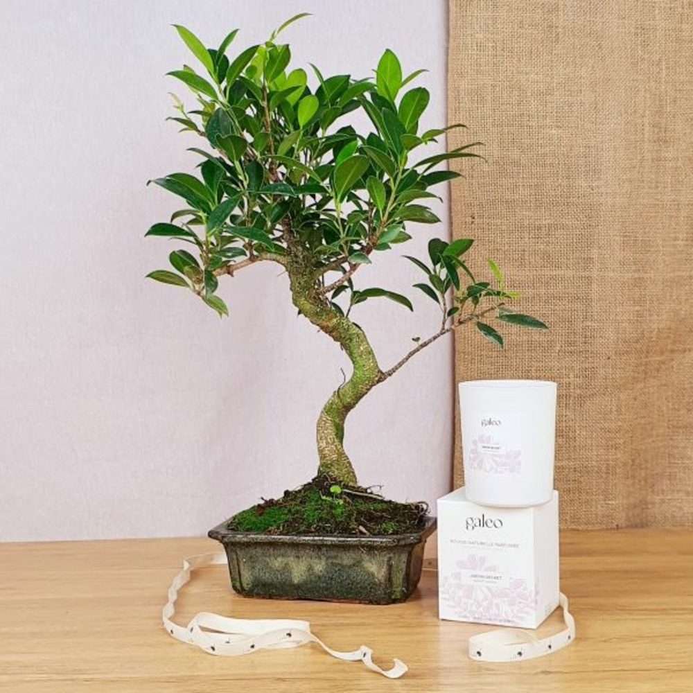 Coffret d'un bonsaï ficus retusa, symbole d'endurance, avec une bougie naturelle
