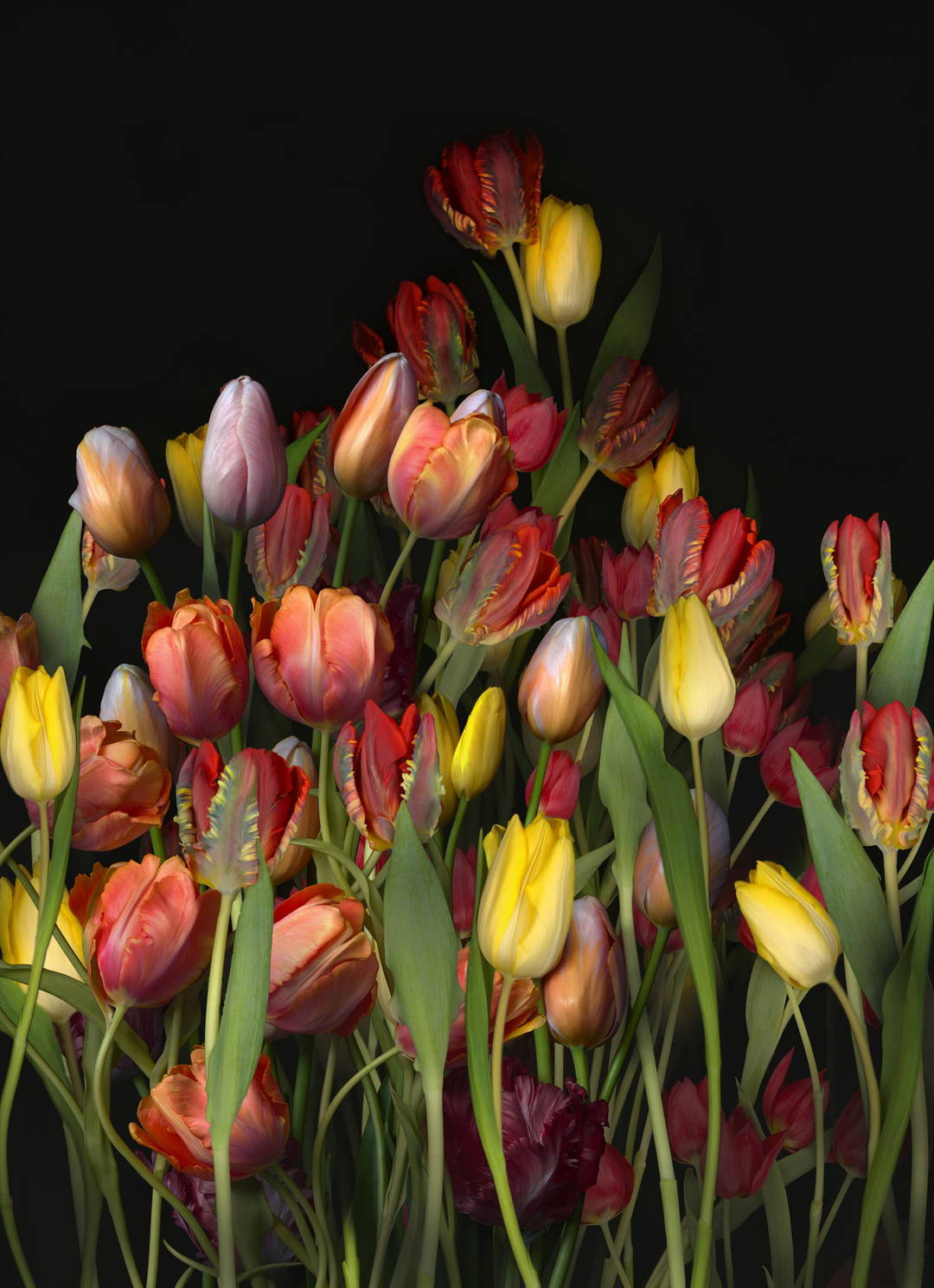 Florescence XXI by Juan Fortes - Open Edition.