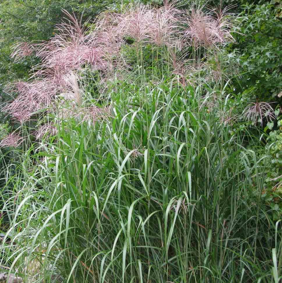 Miscanthus giganteus (roseau de chine, eulalie) taille pot de 5 litre - 0/120 cm