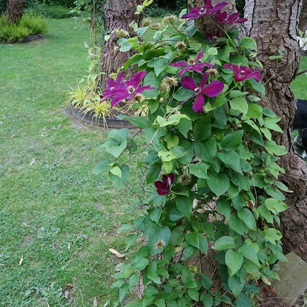 Clématite 'westerplatte' - clematis 3l