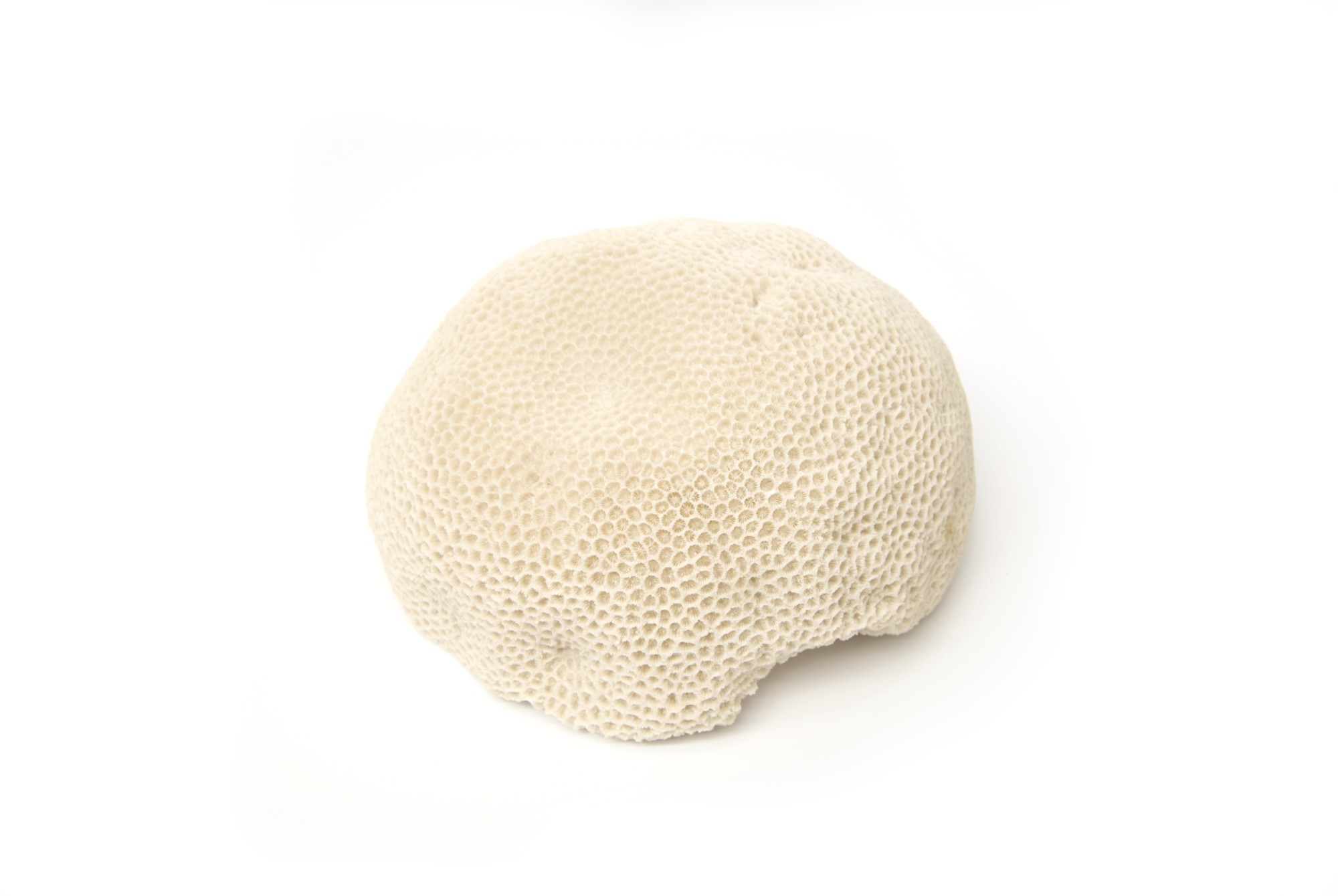 Leuchte 'Korallenstein', B 34 cm, H 18 cm von fischer's lagerhaus
