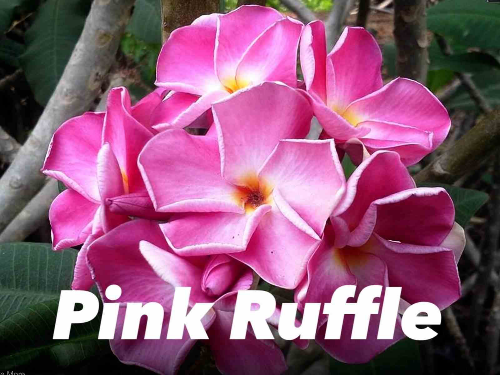 Plumeria rubra 