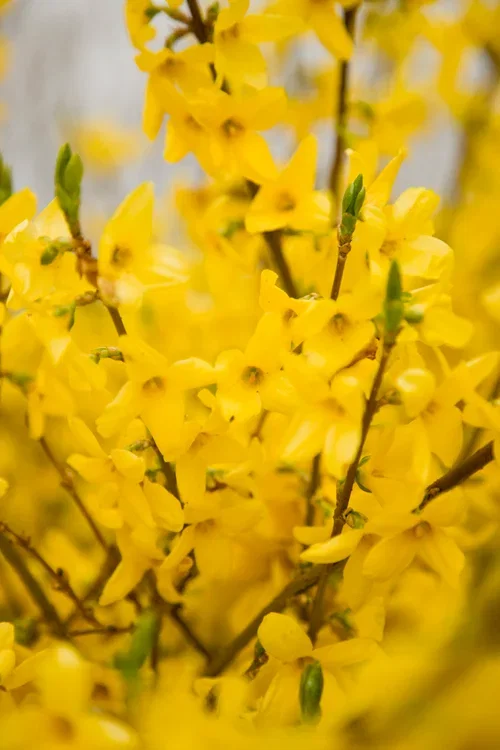 Forsythia x intermedia 'Lynwood' Praktgullbusk 'Lynwood' Ø22 cm
