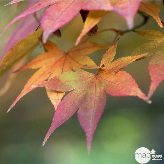 Acer palmatum : ctr 7 L- Variétés variables