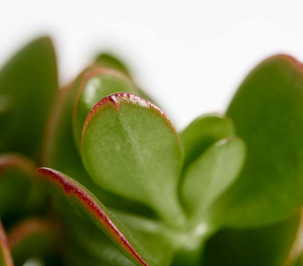 Dickblatt - Crassula cultivars, verschiedene