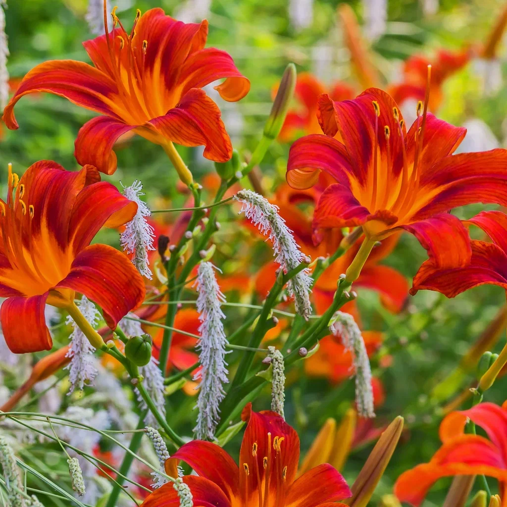 Hemerocallis 'Sammy Russell' Daglilje  'Sammy Russell' Ø11 cm