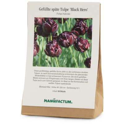 Tulpe 'Black Hero'
