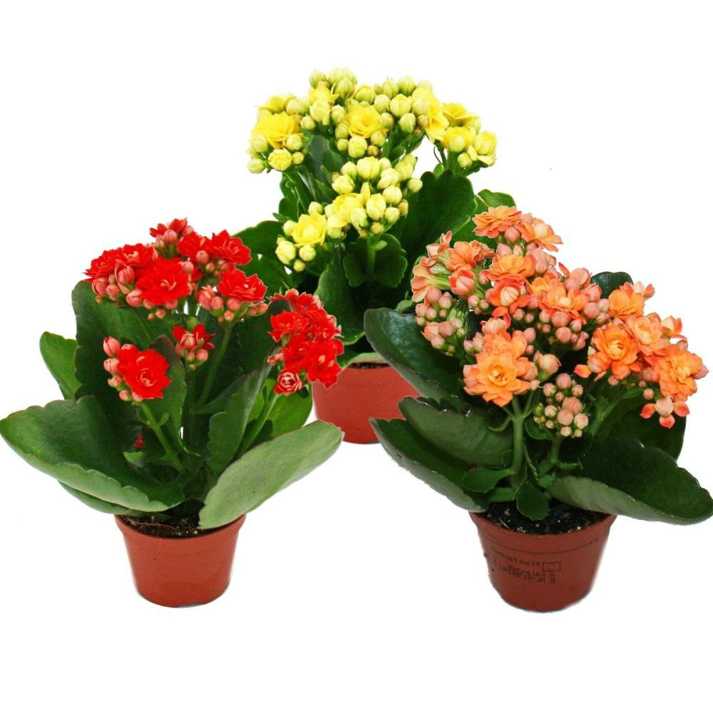 Mini-kalanchoe 