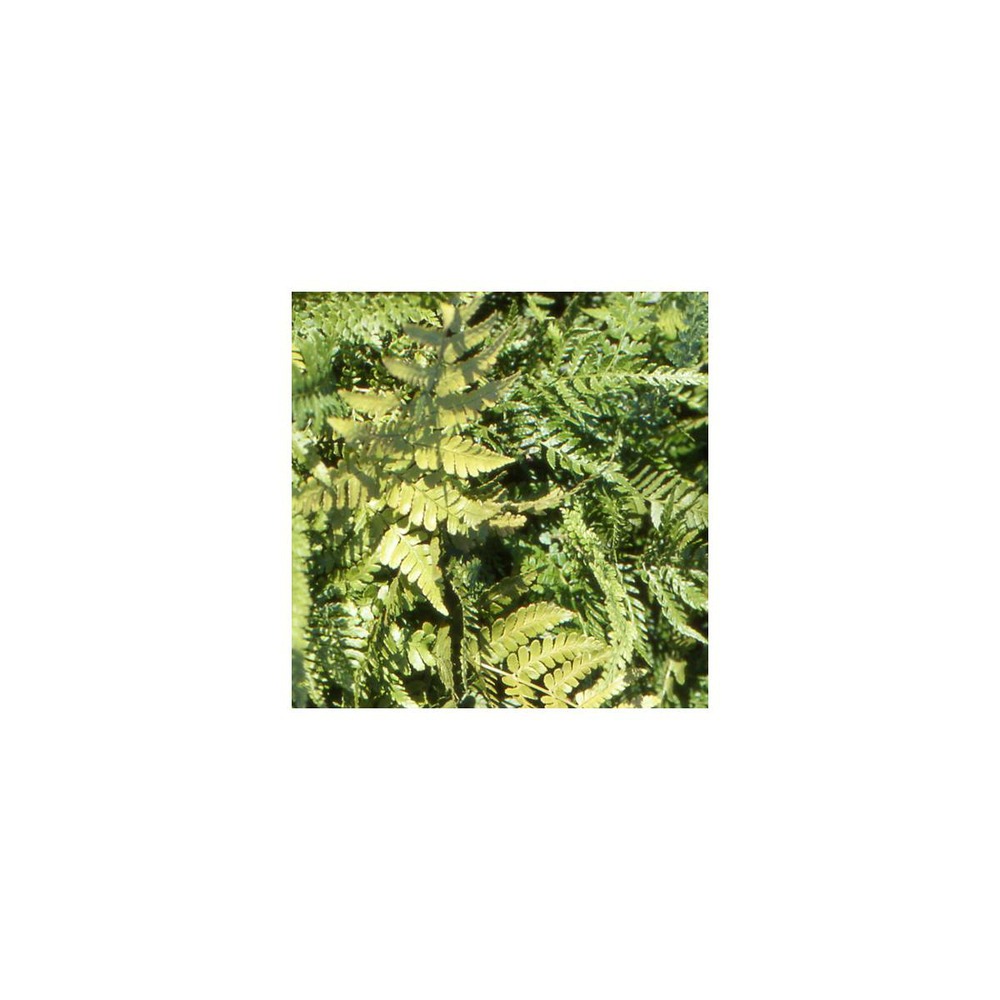 Fougère ornementale erythrosora prolifica/dryopteris erythrosora prolifica[-]godet - 5/20 cm