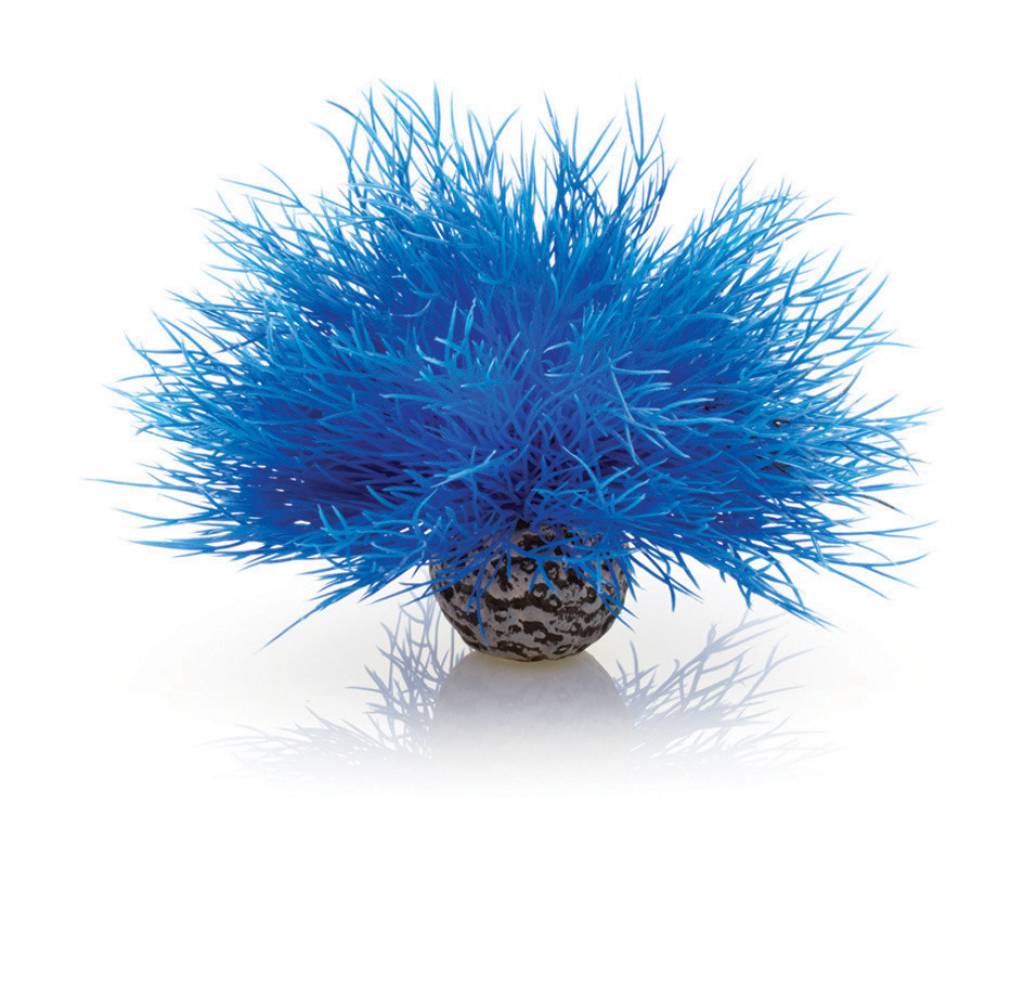 Sea lily blue
