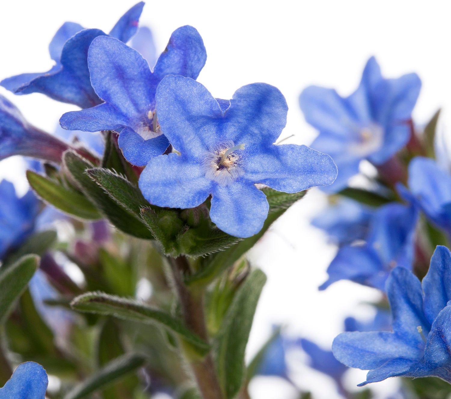 Parelzaad (Lithodora diffusa 'Heavenly Blue') D 15 H 10 cm