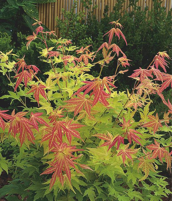 Fächerahorn 'Orange Dream'