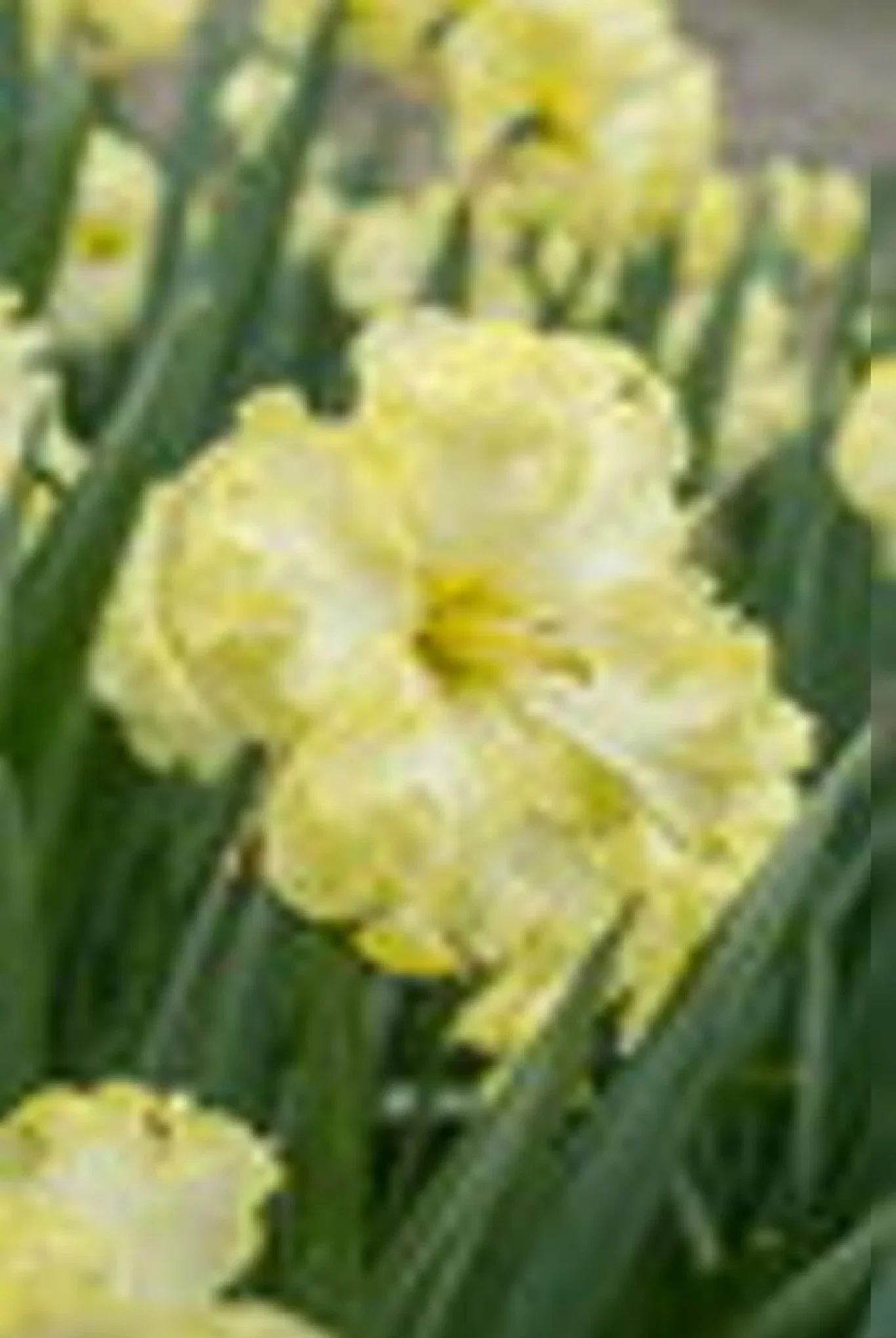 Narcissus pseudonarcissus 'Sunny Side Up' Påskelilje 'Sunny Side Up'