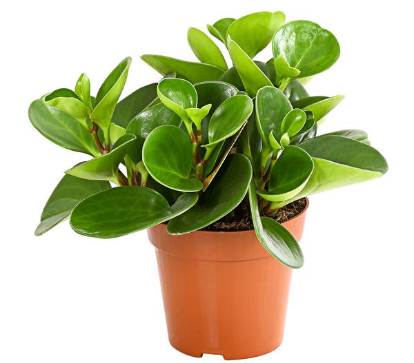 Peperomien-Set - Peperomia cultivars, 3-teilig