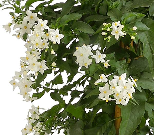 Jasminblütiger Nachtschatten, Säule